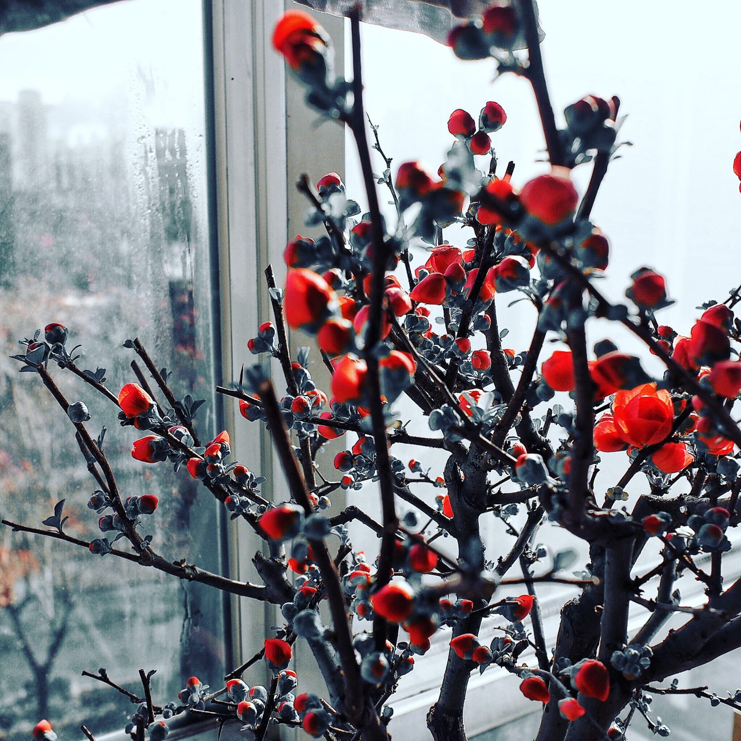 Plum Blossom