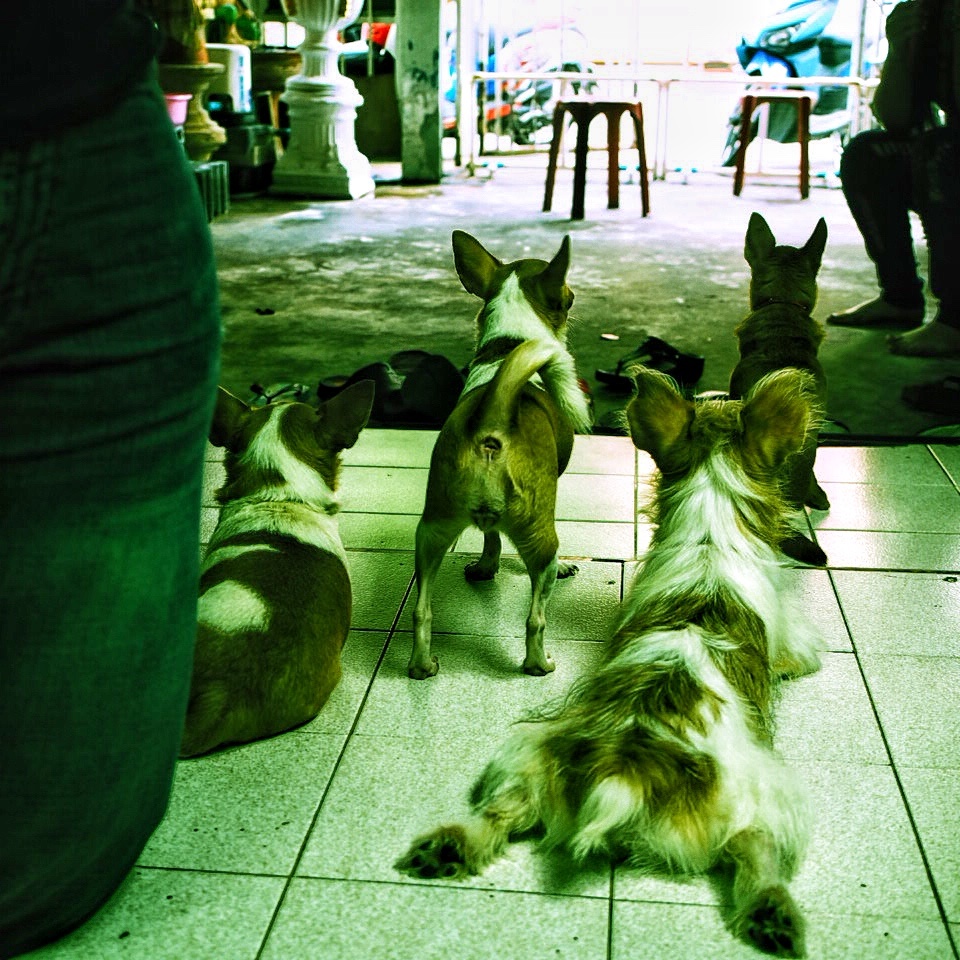 Puppy Butts