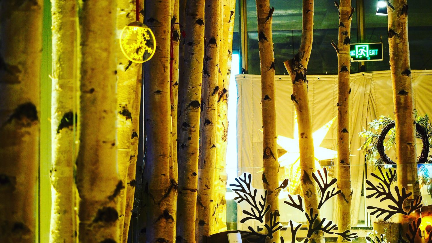 Finnish Birch Trees in Beijing